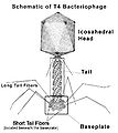 Bacteriophage.jpg